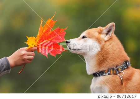 Cute dog of shiba inu breed sniffing big red...-照片素材