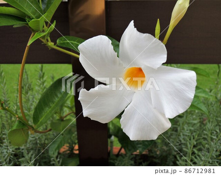 サンパラソル　Mandevilla　白 86712981