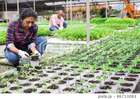 Gardeners grow potted plants in orangery Gardeners grow potted plants in orangery 86713063