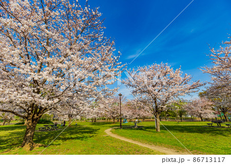東京都 足立区 舎人公園 満開の桜 東京都 足立区 舎人公園 満開の桜 86713117