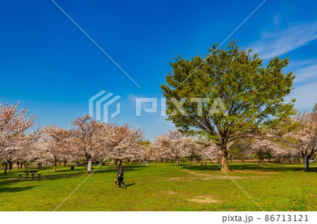 東京都　足立区　舎人公園　満開の桜 86713121