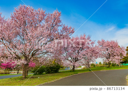 東京都 足立区 舎人公園 満開の桜 東京都 足立区 舎人公園 満開の桜 86713134