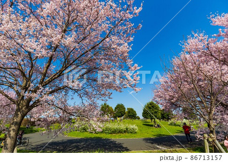 東京都 足立区 舎人公園 満開の桜 東京都 足立区 舎人公園 満開の桜 86713157