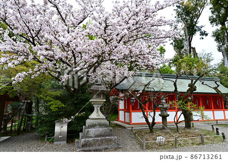 北野天満宮の桜 86713261