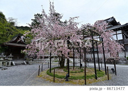 清水寺の桜 清水寺の桜 86713477