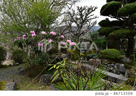 春の谷性寺 春の谷性寺 86713509