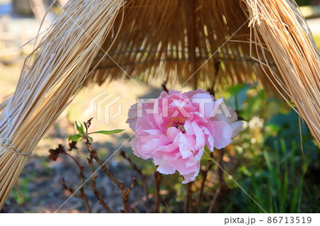 寒牡丹の花 86713519
