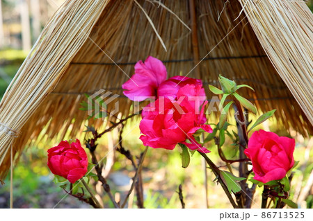 寒牡丹の花 86713525