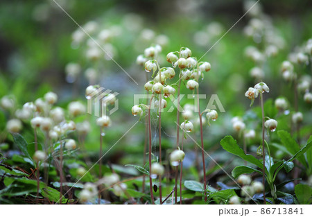 イチヤクソウ・ツツジ科 86713841