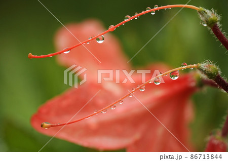 レンゲツツジ②ツツジ科 86713844