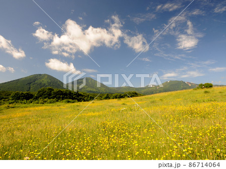 八甲田山と花畑・菊の花 86714064