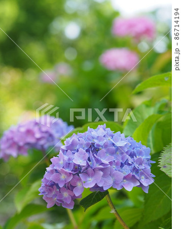 紫陽花に誘われて 紫陽花に誘われて 86714194