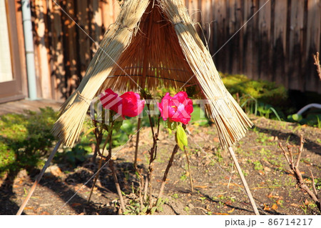 寒牡丹の花 86714217