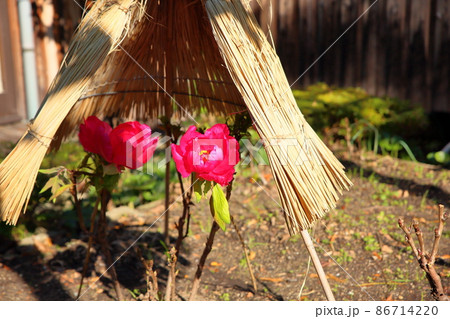 寒牡丹の花 寒牡丹の花 86714220