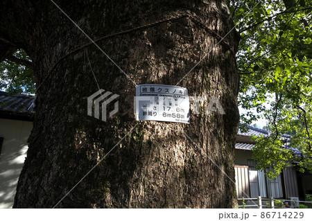 山王神社の被爆クスノキ 山王神社の被爆クスノキ 86714229