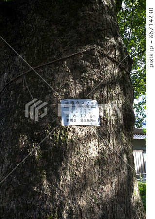 山王神社の被爆クスノキ 山王神社の被爆クスノキ 86714230