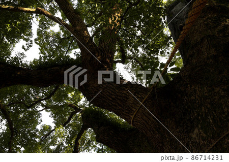 山王神社の被爆クスノキ 86714231
