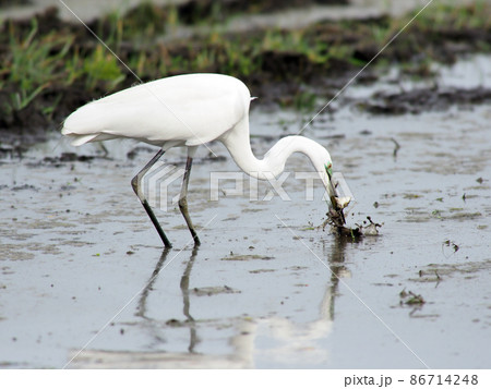 カエルを捕まえたダイサギ 86714248