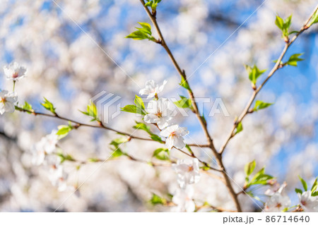 日本の春 満開の桜 日本の春 満開の桜 86714640