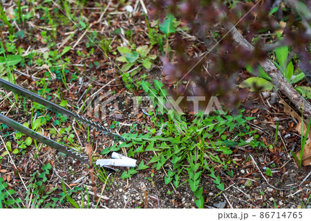 道端に落ちてるタバコの吸い殻を拾う 86714765