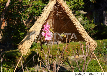寒牡丹の花 86714814