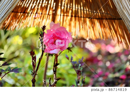 寒牡丹の花 86714819