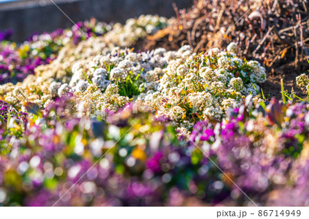 冬の花壇 冬の花壇 86714949