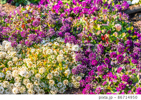 冬の花壇 86714950
