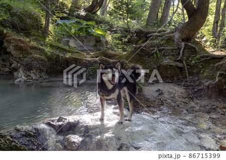 三段の湯 岩尾別温泉の黒柴 北海道 知床 三段の湯 岩尾別温泉の黒柴 北海道 知床 86715399