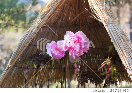 寒牡丹の花 86715449