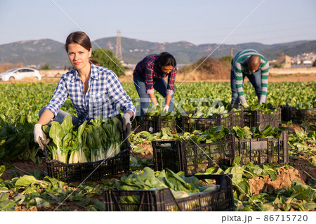 Woman holding box with harvested swiss chard 86715720