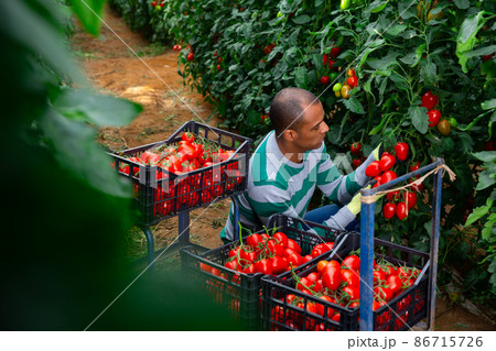 Happy latino farm owner picks red tomatoes in a greenhouse Happy latino farm owner picks red tomatoes in a greenhouse 86715726