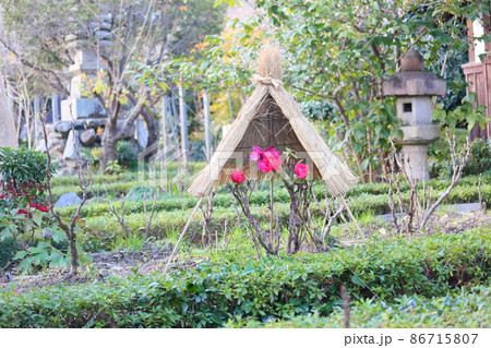 寒牡丹の花 寒牡丹の花 86715807