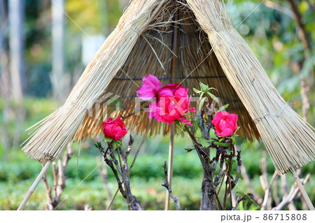 寒牡丹の花 寒牡丹の花 86715808
