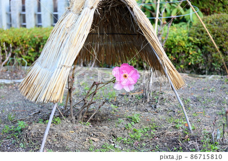 寒牡丹の花 86715810