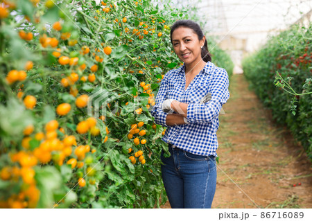 Latino woman standing near growing tomato in greenhouse 86716089