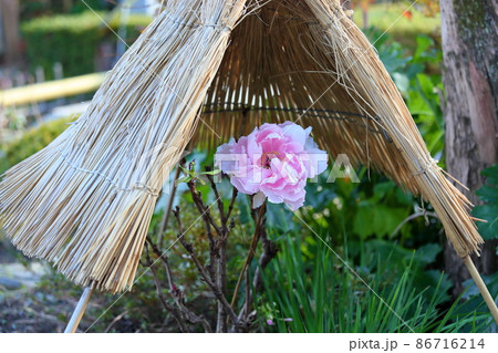 寒牡丹の花 86716214