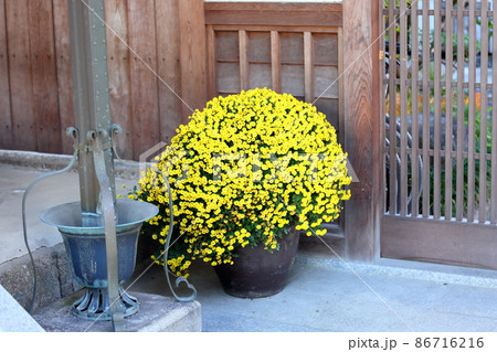 小菊の花 86716216