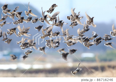 ムクドリ 86716246