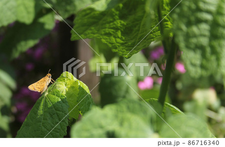 Small Skipjack Butterfly on Green Leaves in Outdoor Garden Small Skipjack Butterfly on Green Leaves in Outdoor Garden 86716340