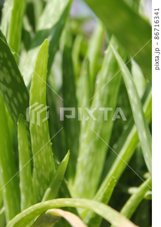 Green Aloe Vera Plant Close up in Garden Green Aloe Vera Plant Close up in Garden 86716341
