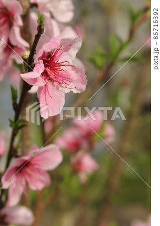 Peach Tree with Pink Blossoms and Bee Close up Peach Tree with Pink Blossoms and Bee Close up 86716392