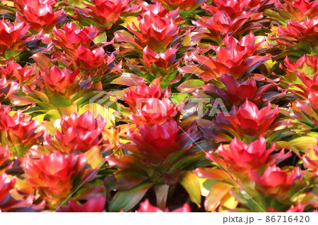 bromeliad guzmania magnifica flower in garden 86716420