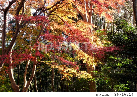 雑木林のもみじ紅葉 【相模原市津久井 11月】 雑木林のもみじ紅葉 【相模原市津久井 11月】 86716514