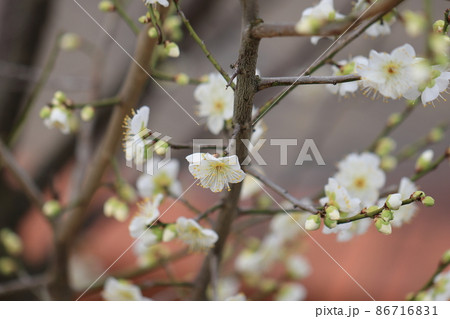 梅 0042 梅 0042 86716831