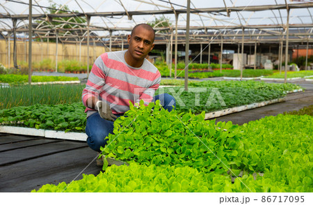 Hispanic farmer offering seedlings of green lettuce in greenhouse Hispanic farmer offering seedlings of green lettuce in greenhouse 86717095