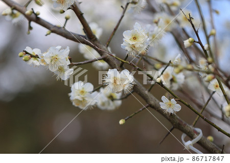 梅 0048 梅 0048 86717847