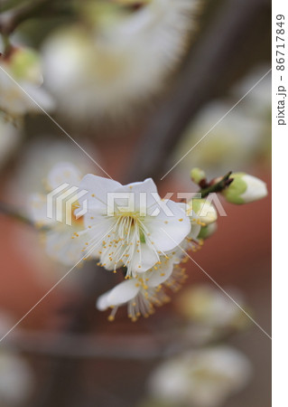 梅 0050 梅 0050 86717849