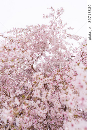 「埼玉県」早咲きの安行桜 「埼玉県」早咲きの安行桜 86718380