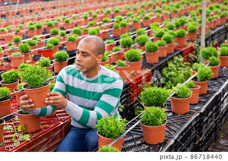 Portrait of confident male farmer engaged in cultivation of plants 86718440